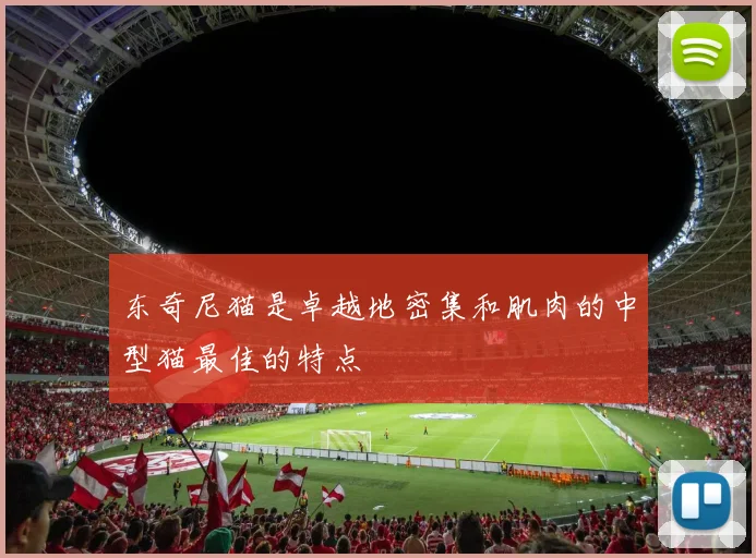 东奇尼猫是卓越地密集和肌肉的中型猫最佳的特点